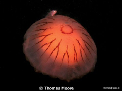 A compass jellyfish with a friend taken on a night dive i... by Thomas Moore 
